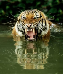 Papier Peint photo Autocollant Tigre tigre du Bengale