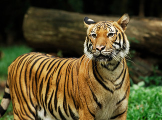 Fototapeta na wymiar Indonezja, Sumatra: Tygrys