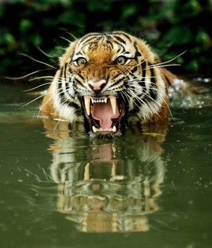Fototapeta bengal tiger