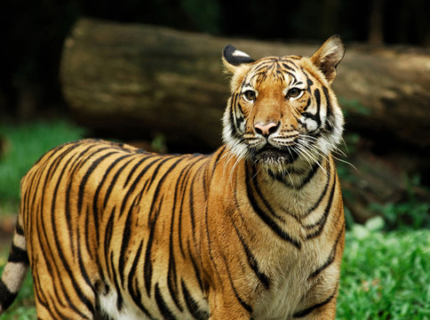 indonesia, sumatra: tiger