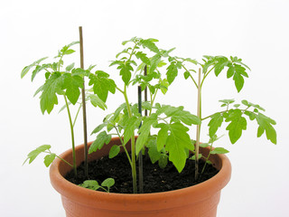 plants de tomates