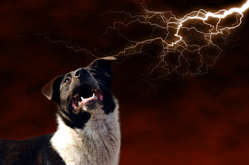 dog and lightning