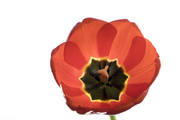 tulip's calyx
