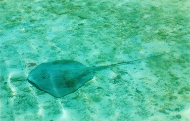 raie tahiti