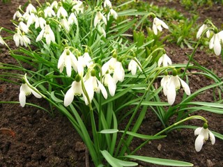 snowdrops