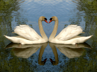 swan couple