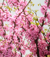 redbud tree