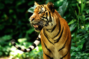 tiger of bengal