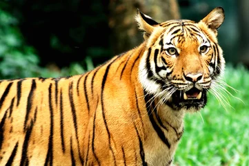 Papier Peint photo Lavable Tigre tiger of bengal