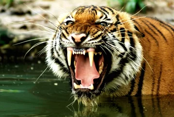 Wall murals Tiger tiger of bengal