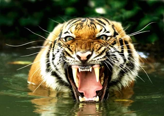 Acrylic prints Tiger tiger of bengal