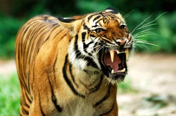 Papier Peint photo Lavable Tigre tigre du bengale