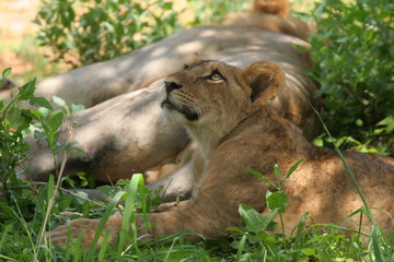 lionceau coup d'oeil