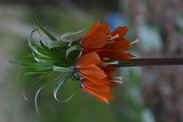 kaiserkrone