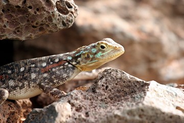 lézard portrait