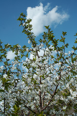 cherry tree blossoming