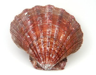 exotic shell
