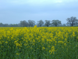 rape field
