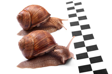 snails racing - 611449