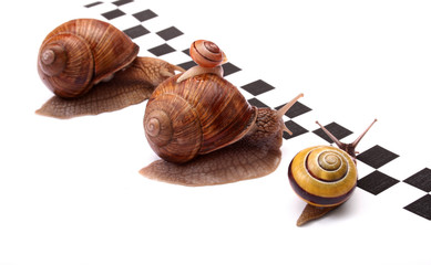 snails racing