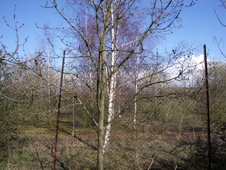 ilford trees 2