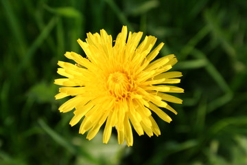 dandelion