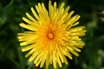 dandelion