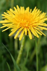 dandelion