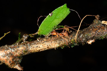 fourmis coupeuse de feulle