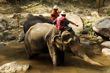 thailand, chiang mai: elephant bathing