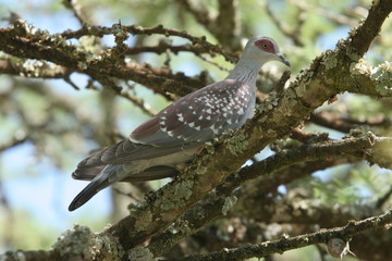 tourterelle du gabon