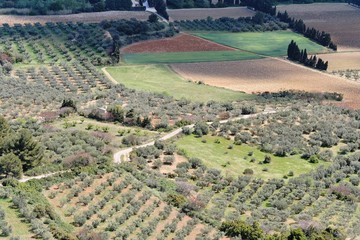 paysage d'oliviers