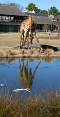giraffe drinking water
