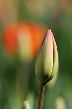 tulip bud against a green background