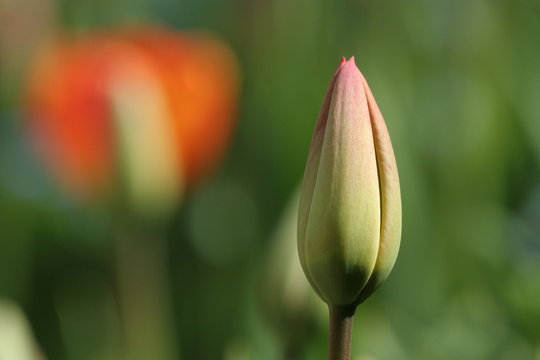 tulip bud against a green background