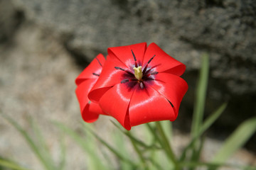 red flower against dark background