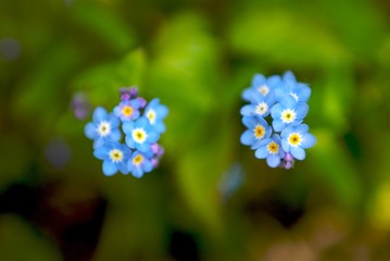 fleurs bleues5