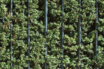 texture cloture haie