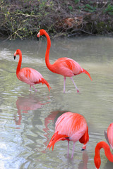 rosa flamingos