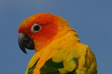 sun conure parrot