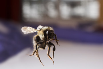 flying bee