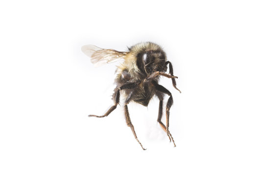 flying bee macro