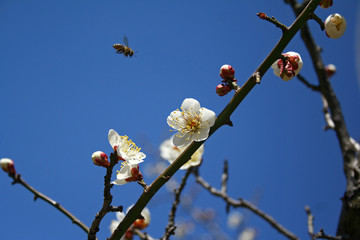 plum tree