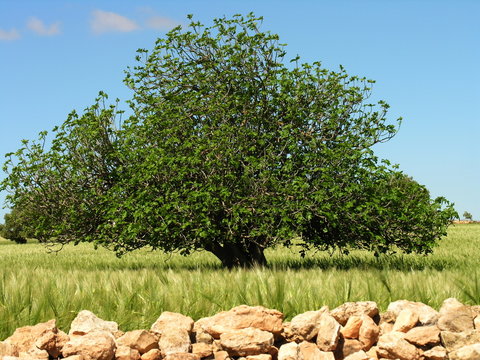 arbre