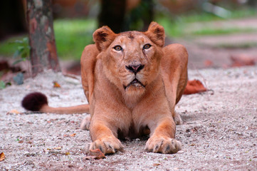 Fototapeta na wymiar wpatrując lwica