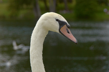 mute swan
