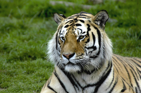 tiger