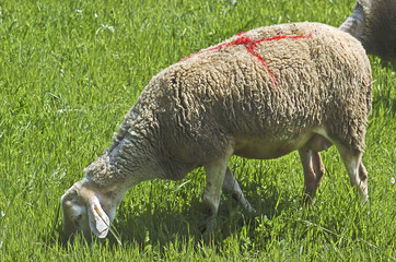 Naklejka na ściany i meble mouton 06