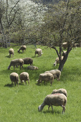 Fototapeta premium mouton 07