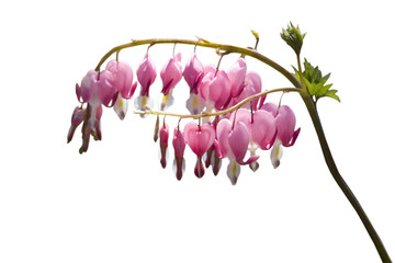 bleeding hearts - clipped